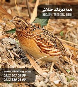 جوجه بلدرچین ژاپنی